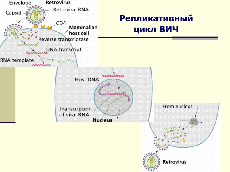 Репликативный цикл ВИЧ